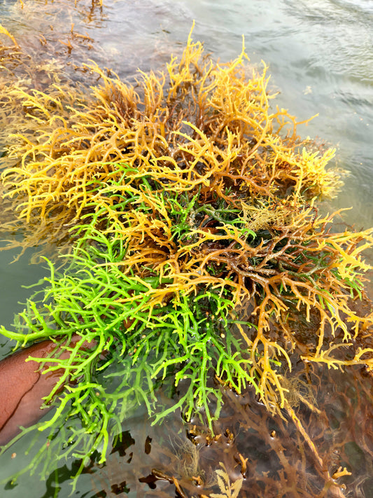 A Beginners Guide to Sea Moss: What You Need to Know!