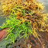 A Beginners Guide to Sea Moss: What You Need to Know!